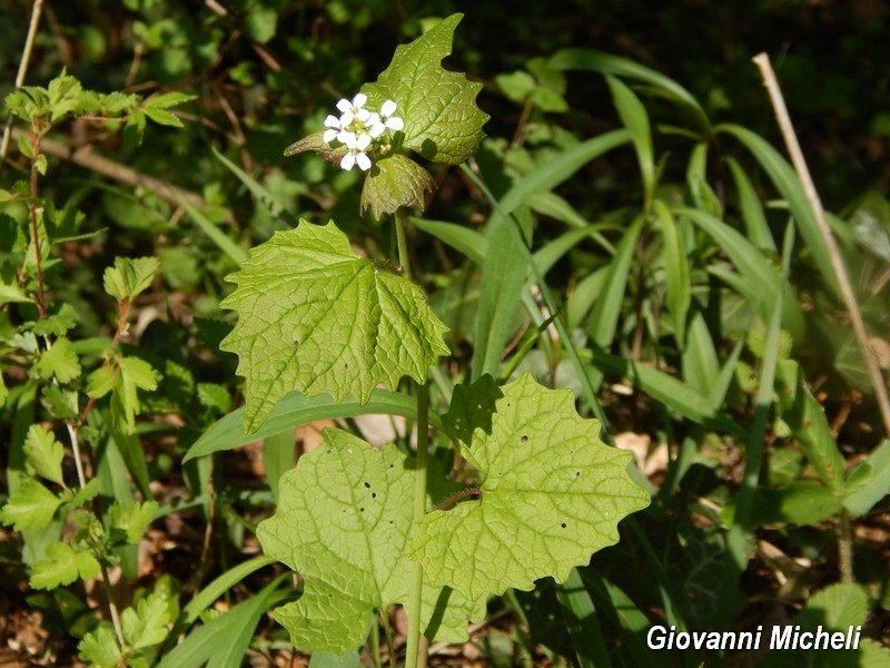 Parco del Ticino - Alliaria petiolata